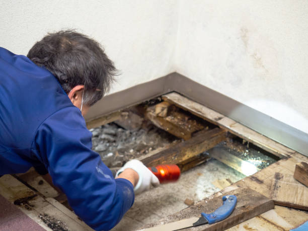 Best Health and Safety Mold Remediation in West Bradenton, FL