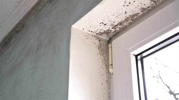 Best Residential Mold Remediation in West Bradenton, FL