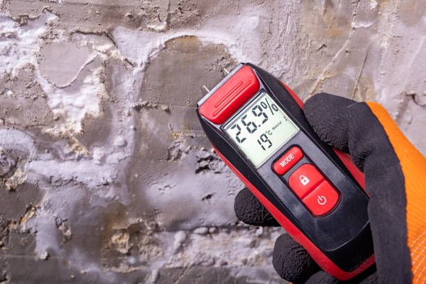 Best Post-Flood Mold Remediation in West Bradenton, FL