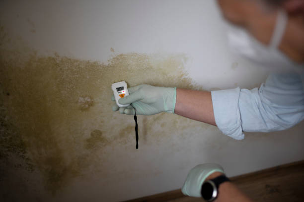 Best Mold Remediation for Schools in West Bradenton, FL