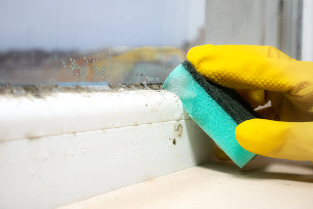 Best Localized Mold Remediation (e.g., coastal areas, humid climates) in West Bradenton, FL
