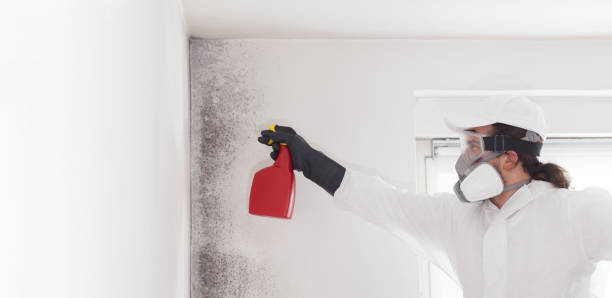 Best Industrial Mold Remediation in West Bradenton, FL