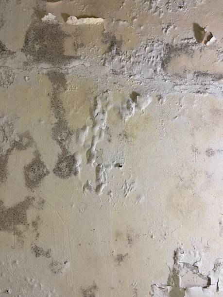 Best Localized Mold Remediation (e.g., coastal areas, humid climates) in West Bradenton, FL